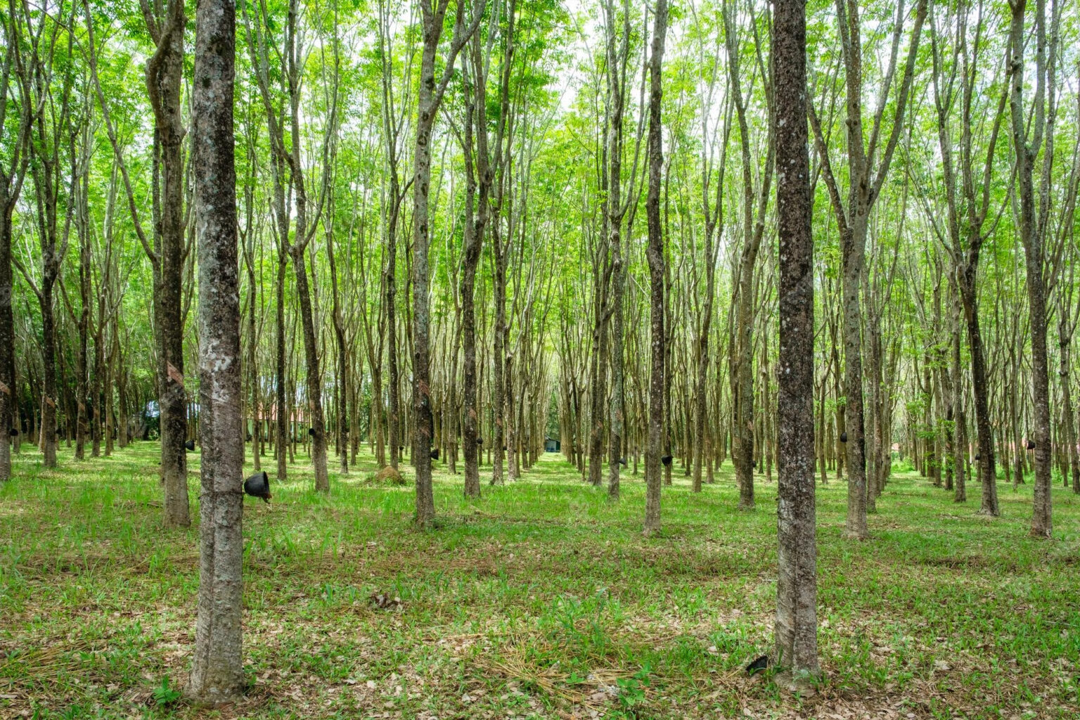 How Sustainable is Rubberwood? KIKI AND SEBBY SG