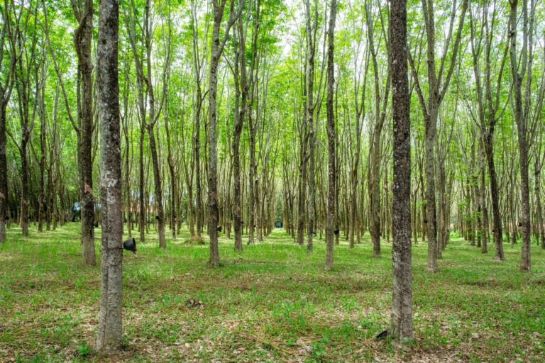 How Sustainable is Rubberwood? KIKI AND SEBBY SG