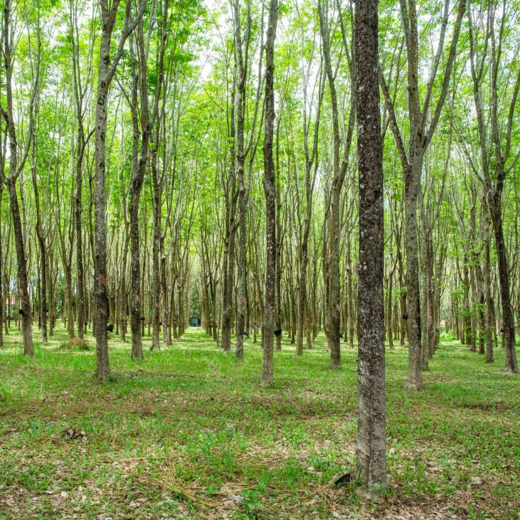 How Sustainable is Rubberwood? KIKI AND SEBBY SG
